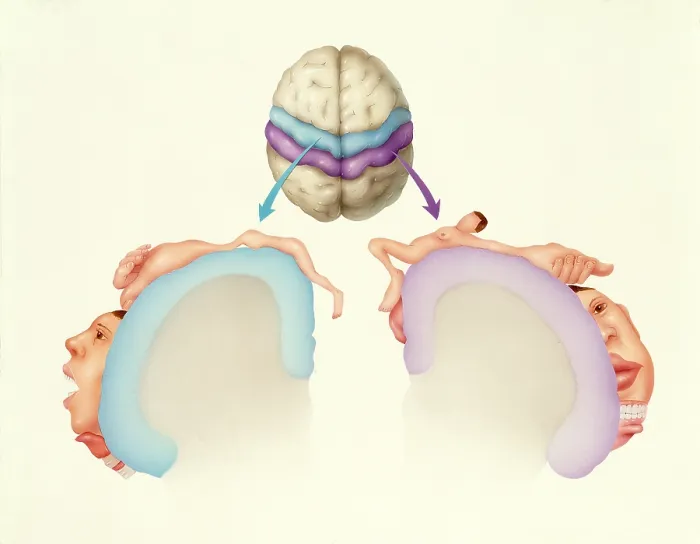 Framed Print : Cerebral cortex Framed Print : Cerebral cortex