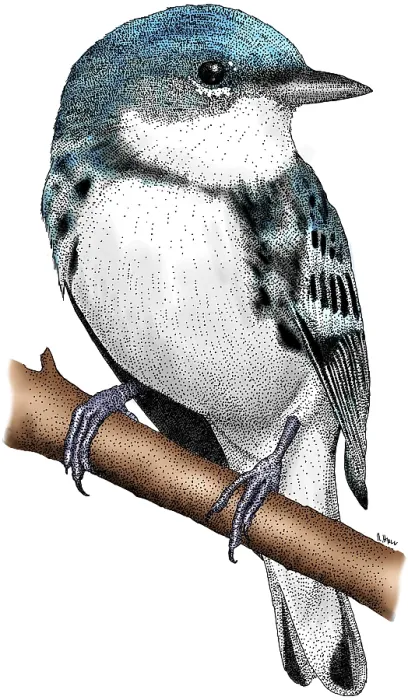Framed Print : Cerulean Warbler Framed Print : Cerulean Warbler