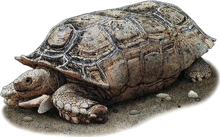Framed Print : Chaco Tortoise, Illustration