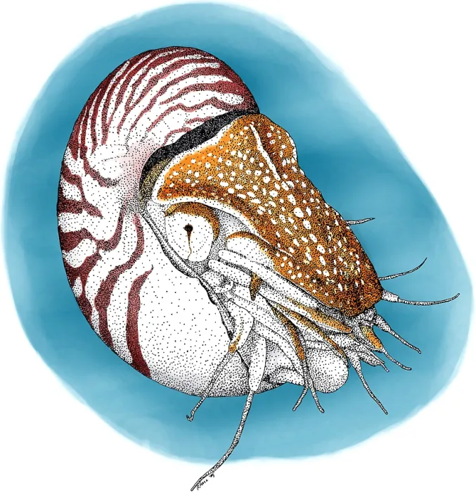 Framed Print : Chambered Nautalis Framed Print : Chambered Nautalis