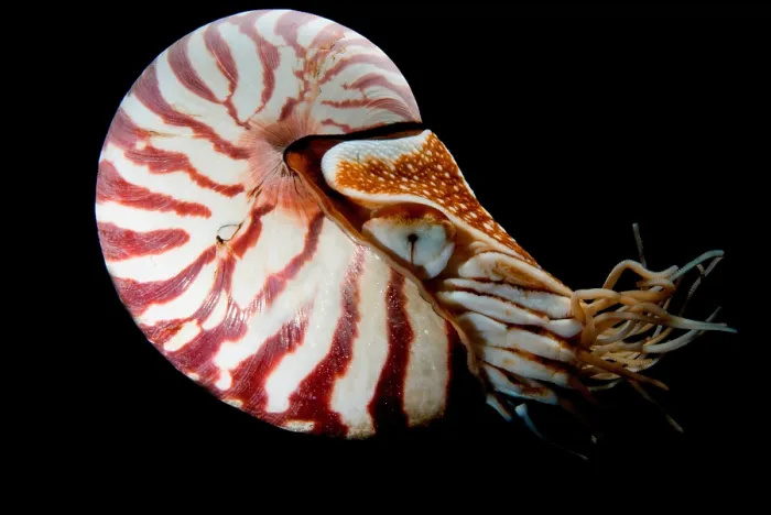 Framed Print : Chambered Nautilus Framed Print : Chambered Nautilus