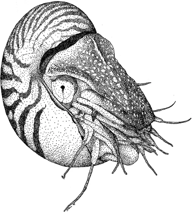 Framed Print : Chambered Nautilus Framed Print : Chambered Nautilus