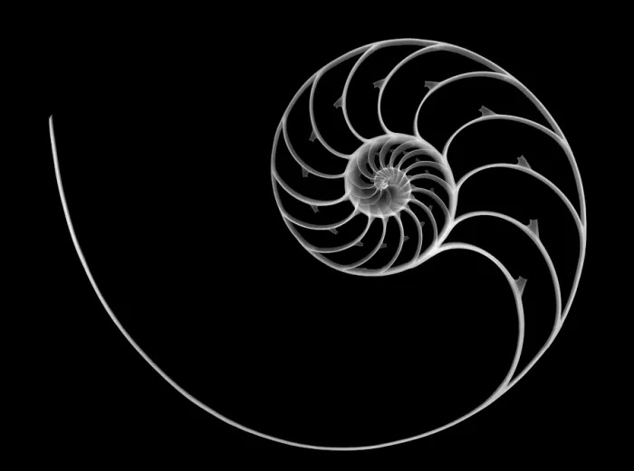 Framed Print : Chambered Nautilus Framed Print : Chambered Nautilus