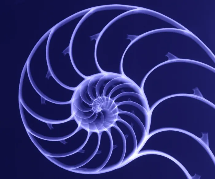 Framed Print : Chambered Nautilus Framed Print : Chambered Nautilus
