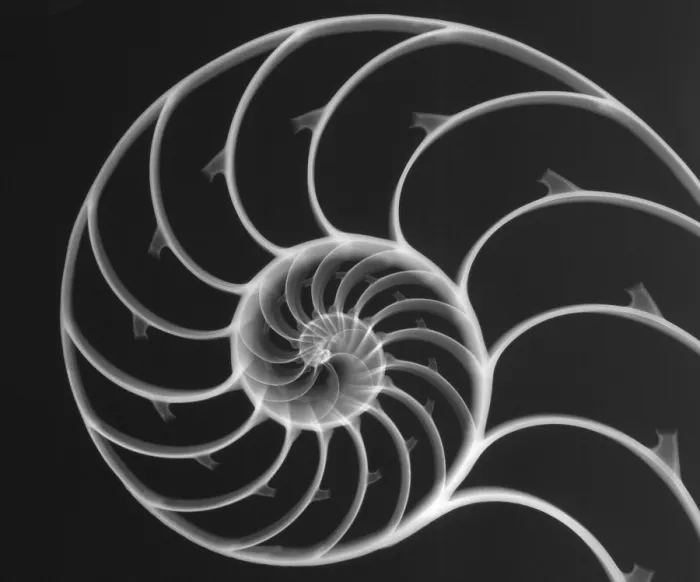Framed Print : Chambered Nautilus Framed Print : Chambered Nautilus