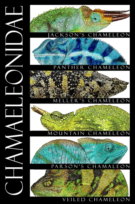 Framed Print : Chameleons of the World Framed Print : Chameleons of the World