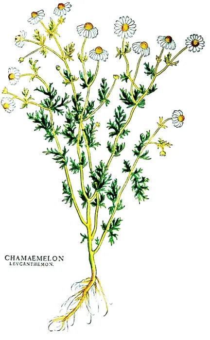 Framed Print : Chamomile, Alchemy Plant Framed Print : Chamomile, Alchemy Plant