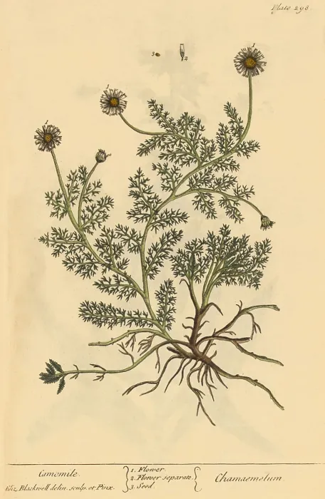 Framed Print : Chamomile, Medicinal Plant, 1737 Framed Print : Chamomile, Medicinal Plant, 1737