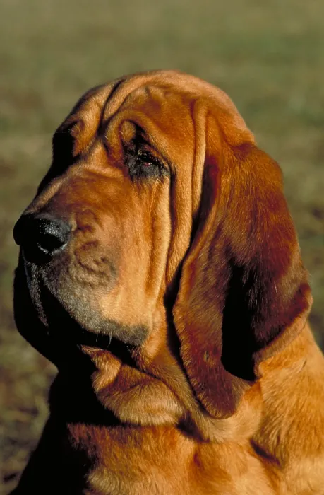 Framed Print : Champion bloodhound