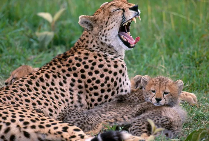 Framed Print : Cheetah (Acinonyx jubatus) mother and cub in Masai Mara Reserve, Kenya Framed Print : Cheetah (Acinonyx jubatus) mother and cub in Masai Mara Reserve, Kenya