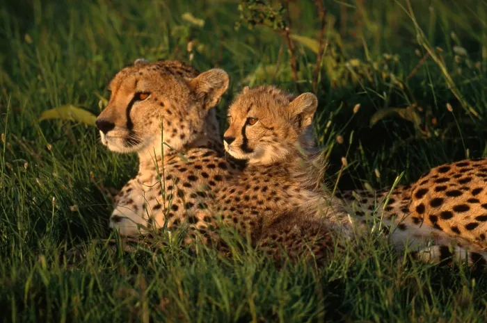 Framed Print : Cheetah. Two cheetahs resting (Acinonyx jubatus) in Masai Mara National Reserve, Kenya