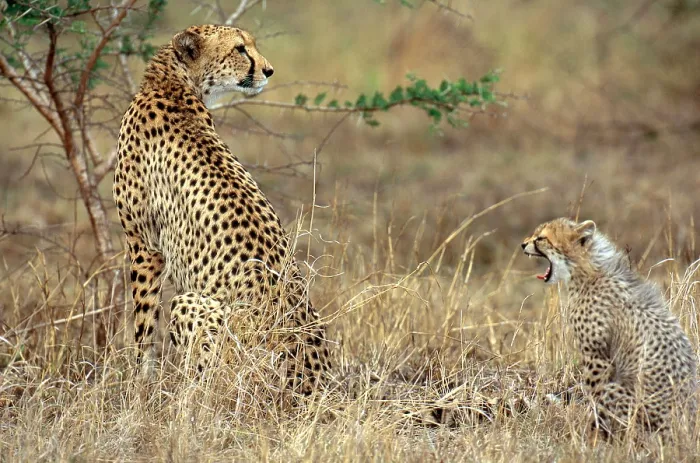 Framed Print : Cheetah, (Acinonyx jubatus), Phinda Preserve (Reserve), South Aftrica