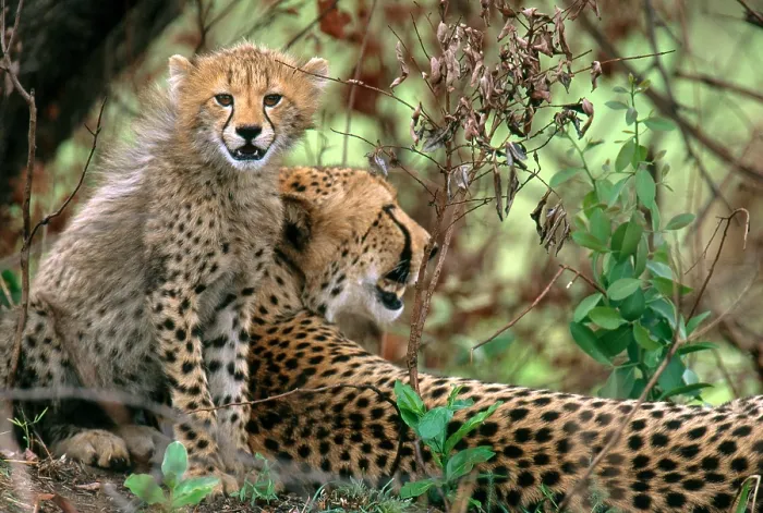 Framed Print : Cheetah (Acinonyx jubatus) mother with cub in Phinda Reserve, (Preserve), South Africa