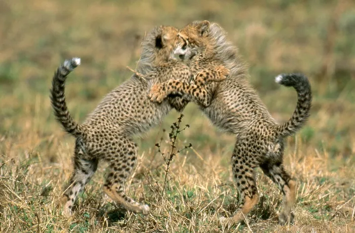 Framed Print : Cheetah. Two cheetahs playing (Acinonyx jubatus) in Phinda Reserve, South Africa Framed Print : Cheetah. Two cheetahs playing (Acinonyx jubatus) in Phinda Reserve, South Africa
