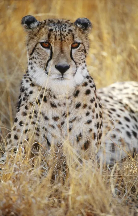 Framed Print : Cheetah (Acinonyx jubatus) in the Okavango River Delta, Botswana Framed Print : Cheetah (Acinonyx jubatus) in the Okavango River Delta, Botswana