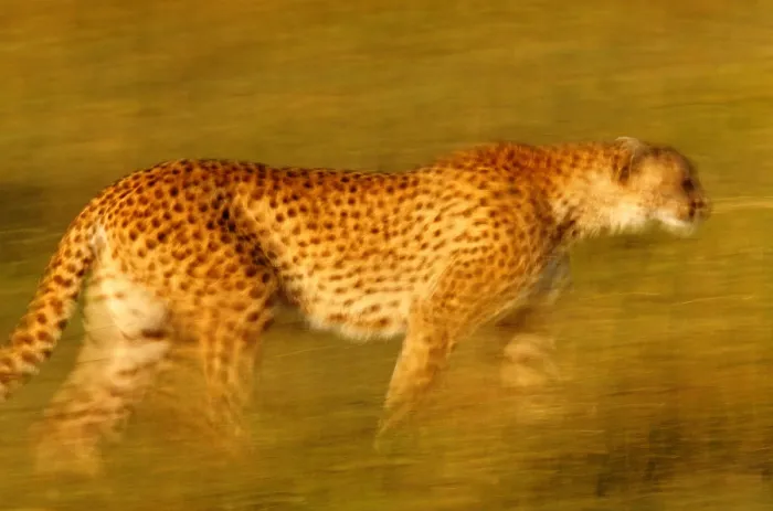 Framed Print : Cheetah, Masai Mara, Kenya Framed Print : Cheetah, Masai Mara, Kenya