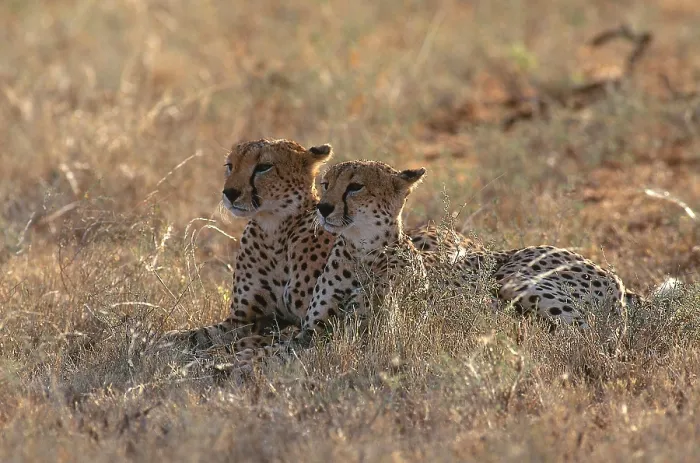 Framed Print : Cheetahs (Acinonyx jubatus jubatus) Framed Print : Cheetahs (Acinonyx jubatus jubatus)