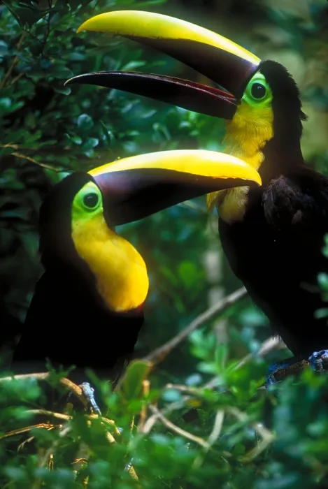 Framed Print : Chestnut-mandibled toucans