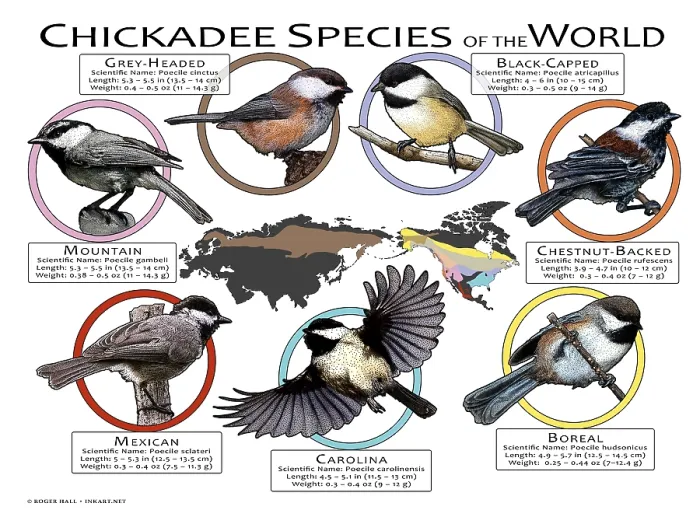 Framed Print : Chickadee Species of the World Framed Print : Chickadee Species of the World