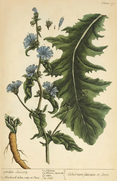 Framed Print : Chicory, Medicinal Plant, 1737 Framed Print : Chicory, Medicinal Plant, 1737