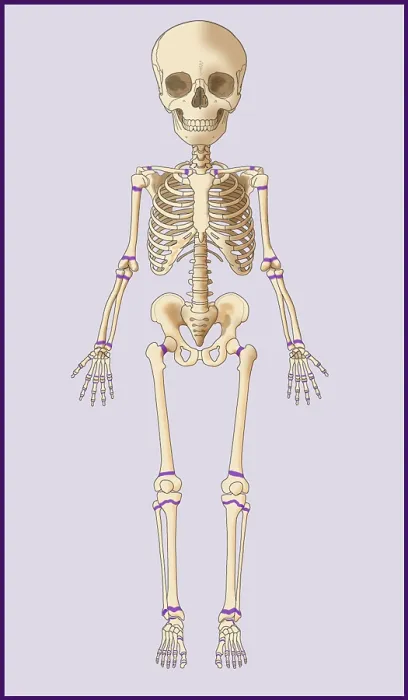 Framed Print : Child's Skeleton, Growth Plates, Illustration Framed Print : Child's Skeleton, Growth Plates, Illustration