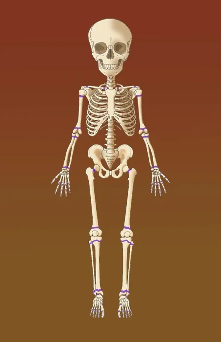 Framed Print : Child's Skeleton, Growth Plates, Illustration Framed Print : Child's Skeleton, Growth Plates, Illustration
