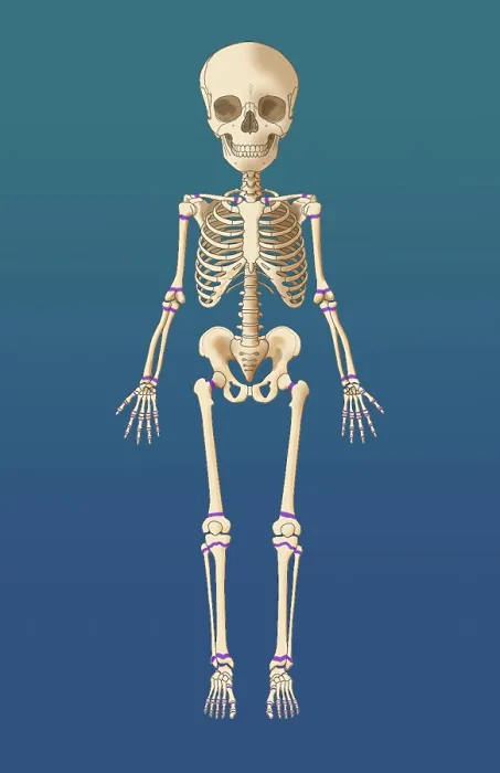 Framed Print : Child's Skeleton Growth Plates, Illustration Framed Print : Child's Skeleton Growth Plates, Illustration