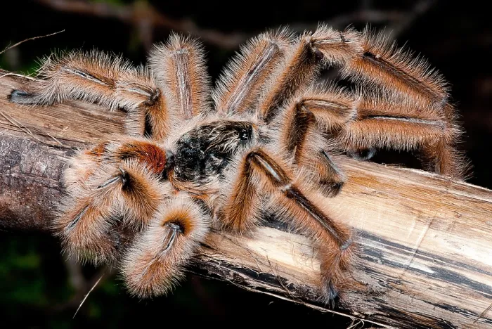 Framed Print : Chilean Hairy Tarantula