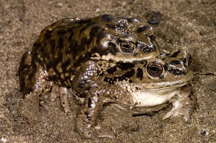 Framed Print : Chilean Toads breeding Framed Print : Chilean Toads breeding