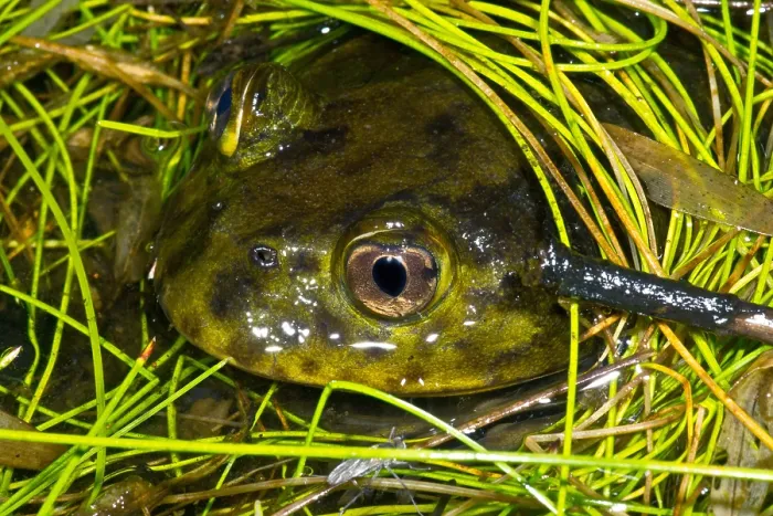 Framed Print : Chilean Widemouth Frog Framed Print : Chilean Widemouth Frog