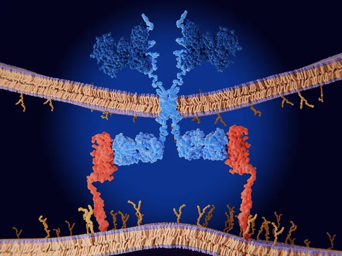 Framed Print : Chimeric antigen receptor (CAR) therapy: Engineered receptor binds to CD19-antigen