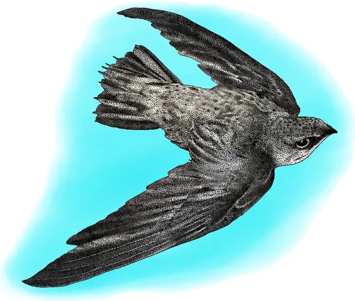 Framed Print : Chimney Swift, Illustration