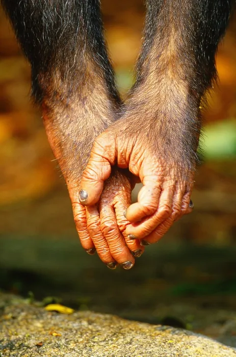 Framed Print : Chimpanzee hands Framed Print : Chimpanzee hands