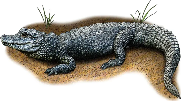 Framed Print : Chinese Alligator, Illustration Framed Print : Chinese Alligator, Illustration