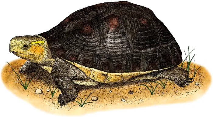 Framed Print : Chinese Box Turtle Framed Print : Chinese Box Turtle