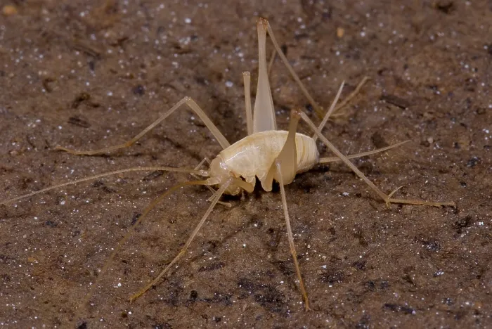 Framed Print : Chinese Cave Cricket Framed Print : Chinese Cave Cricket