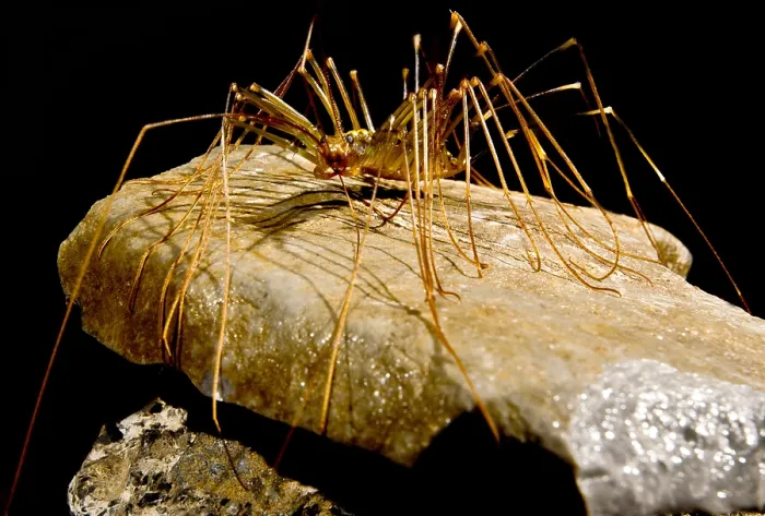 Framed Print : Chinese Cave House Centipede Framed Print : Chinese Cave House Centipede