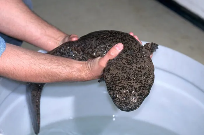 Framed Print : Chinese Giant Salamander