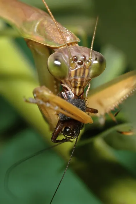Framed Print : Chinese Mantid Eating a Cricket Framed Print : Chinese Mantid Eating a Cricket