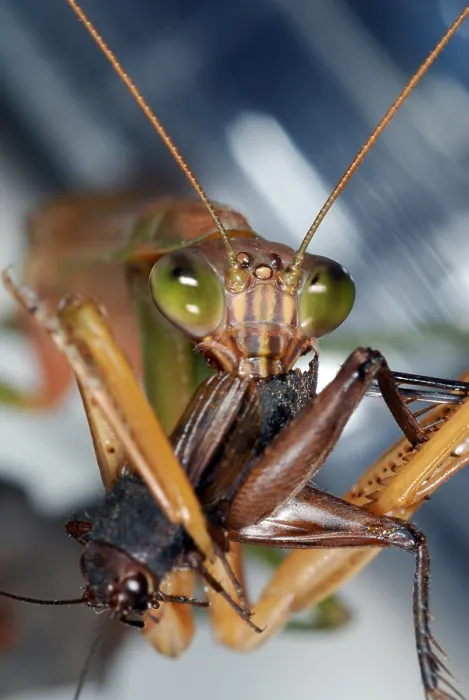 Framed Print : Chinese Mantid Eating a Cricket Framed Print : Chinese Mantid Eating a Cricket