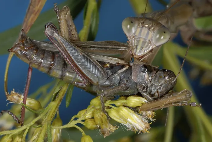 Framed Print : Chinese Mantid Eating a Grasshopper Framed Print : Chinese Mantid Eating a Grasshopper