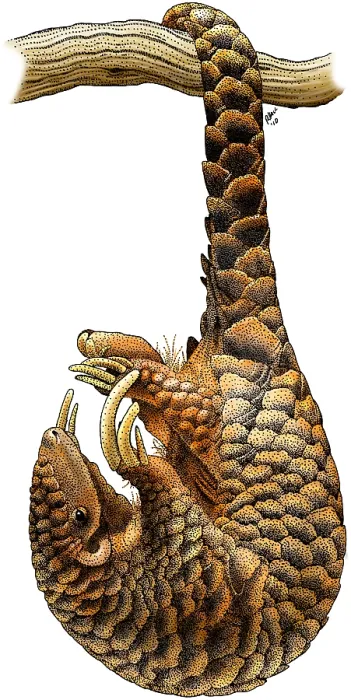 Framed Print : Chinese Pangolin Framed Print : Chinese Pangolin