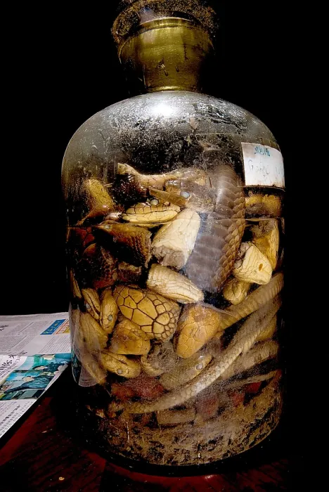Framed Print : Chinese Snake Wine Framed Print : Chinese Snake Wine