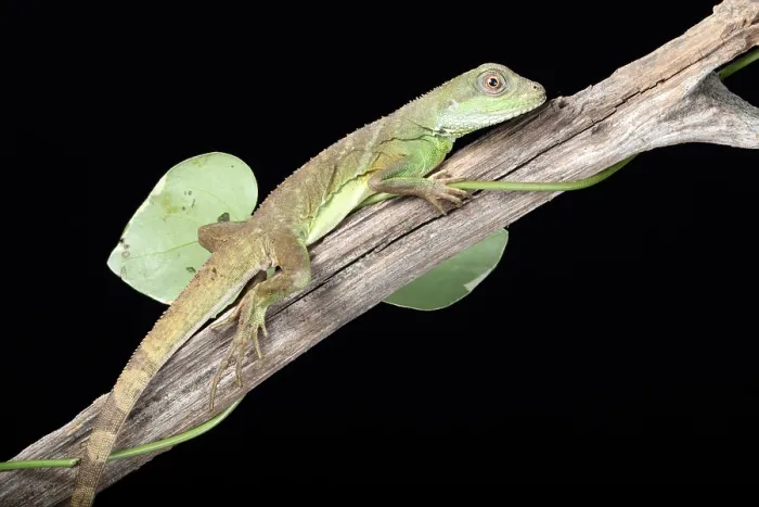 Framed Print : Chinese Water Dragon (Physignathus cocincinus) Framed Print : Chinese Water Dragon (Physignathus cocincinus)