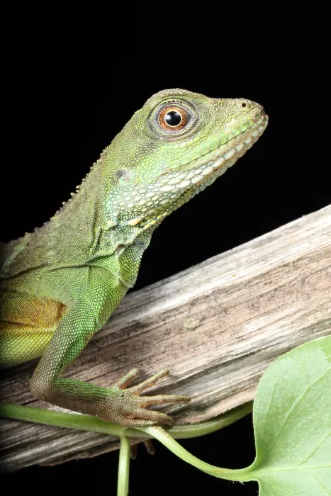 Framed Print : Chinese Water Dragon (Physignathus cocincinus) Framed Print : Chinese Water Dragon (Physignathus cocincinus)