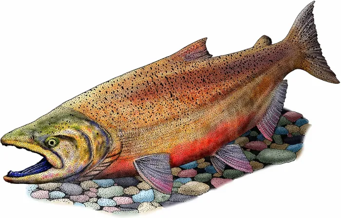 Framed Print : Chinook salmon