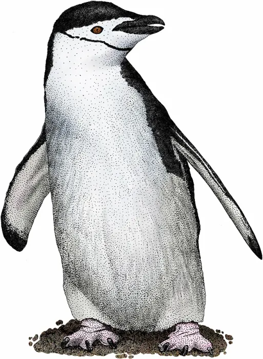 Framed Print : Chinstrap penguin Framed Print : Chinstrap penguin
