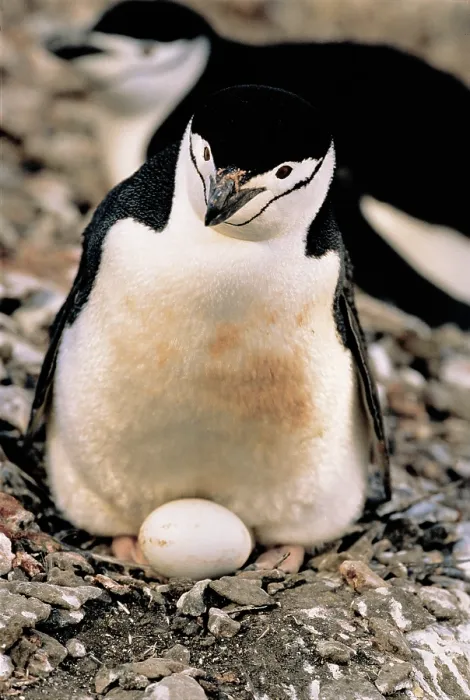 Framed Print : Chinstrap Penguin with egg Framed Print : Chinstrap Penguin with egg