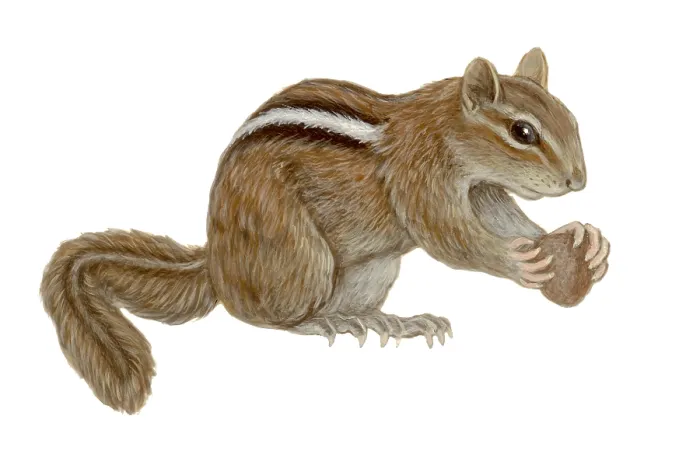 Framed Print : Chipmunk. Illustration of a Chipmunk