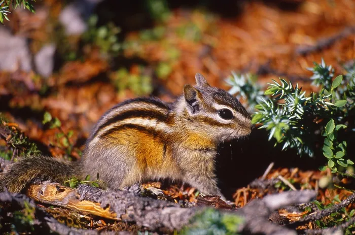 Framed Print : Least chipmunk, Alberta, Canada